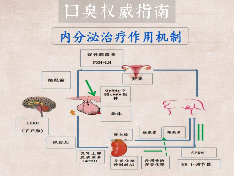 内分泌与口臭