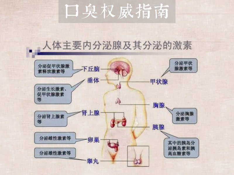 内分泌图